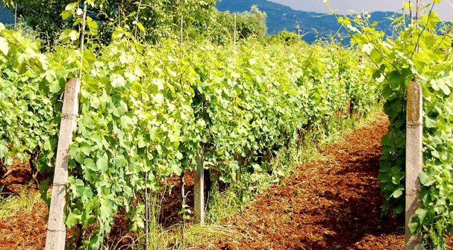 Le Strade del vino nel Lazio - Il Cesanese - Affile